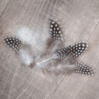 Перья (украшения) набор 5 шт 